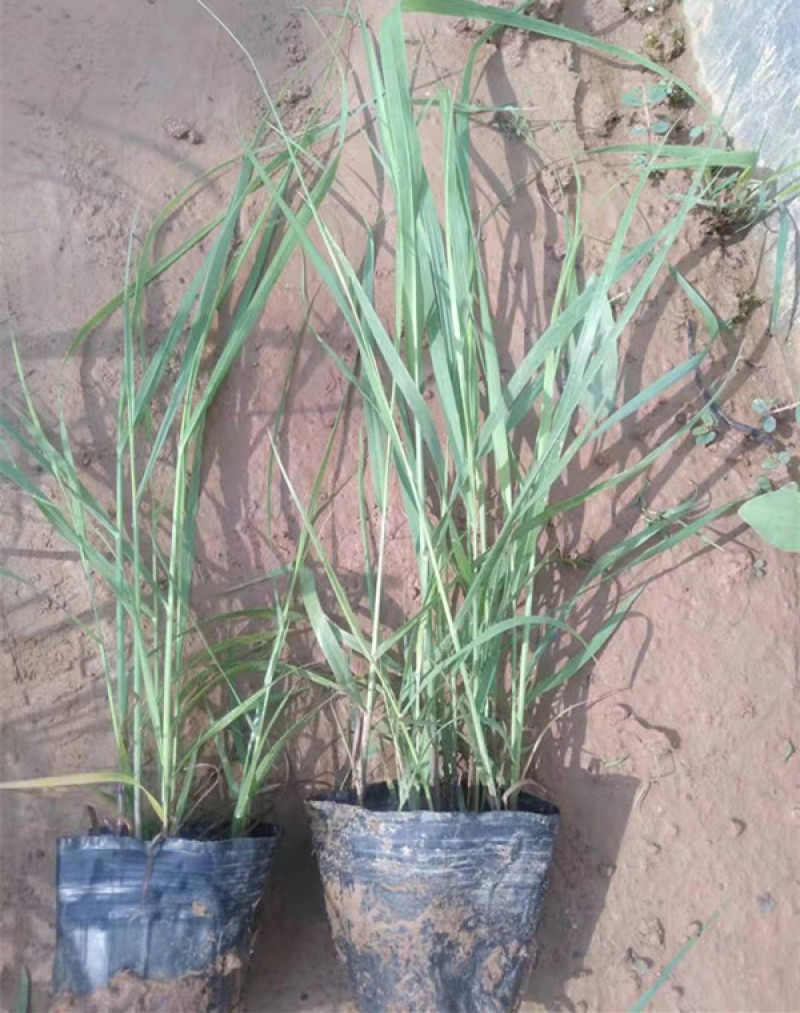 柳枝稷多年生草本观赏草基地柳枝稷杯苗芽多苗壮
