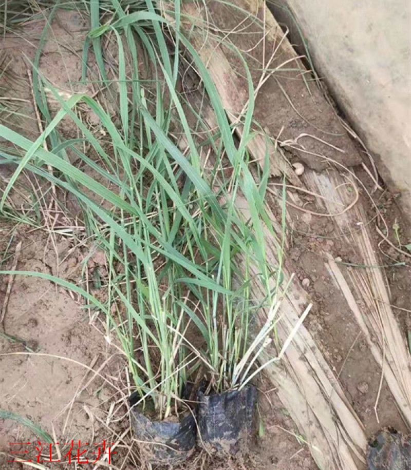 柳枝稷多年生草本观赏草基地柳枝稷杯苗芽多苗壮