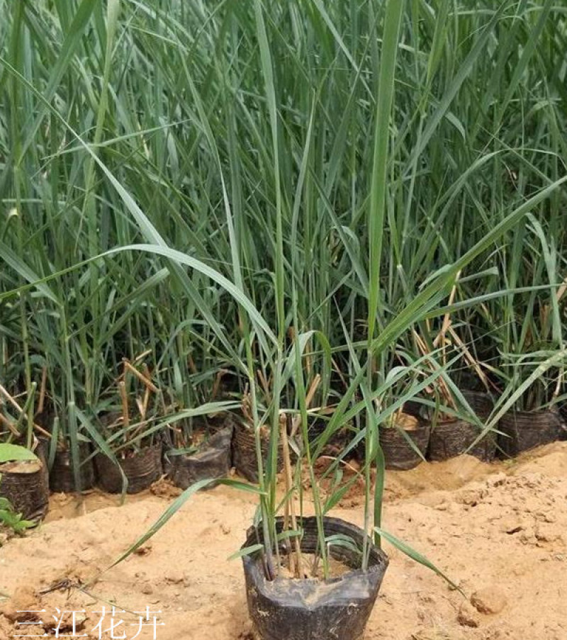 柳枝稷多年生草本观赏草基地柳枝稷杯苗芽多苗壮