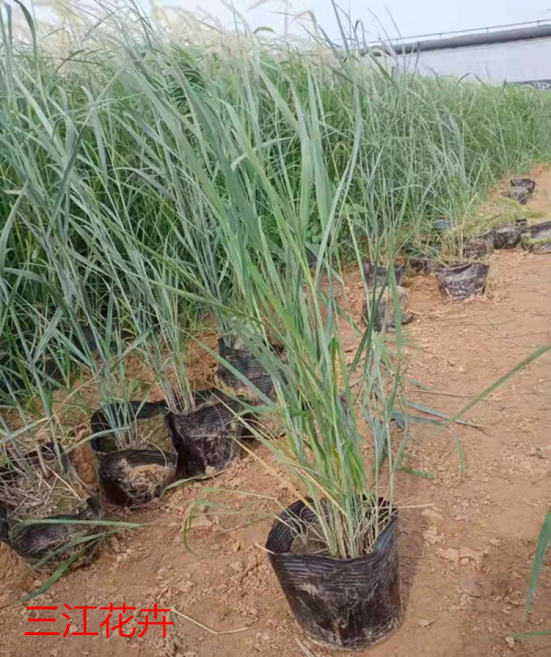 柳枝稷多年生草本观赏草基地柳枝稷杯苗芽多苗壮
