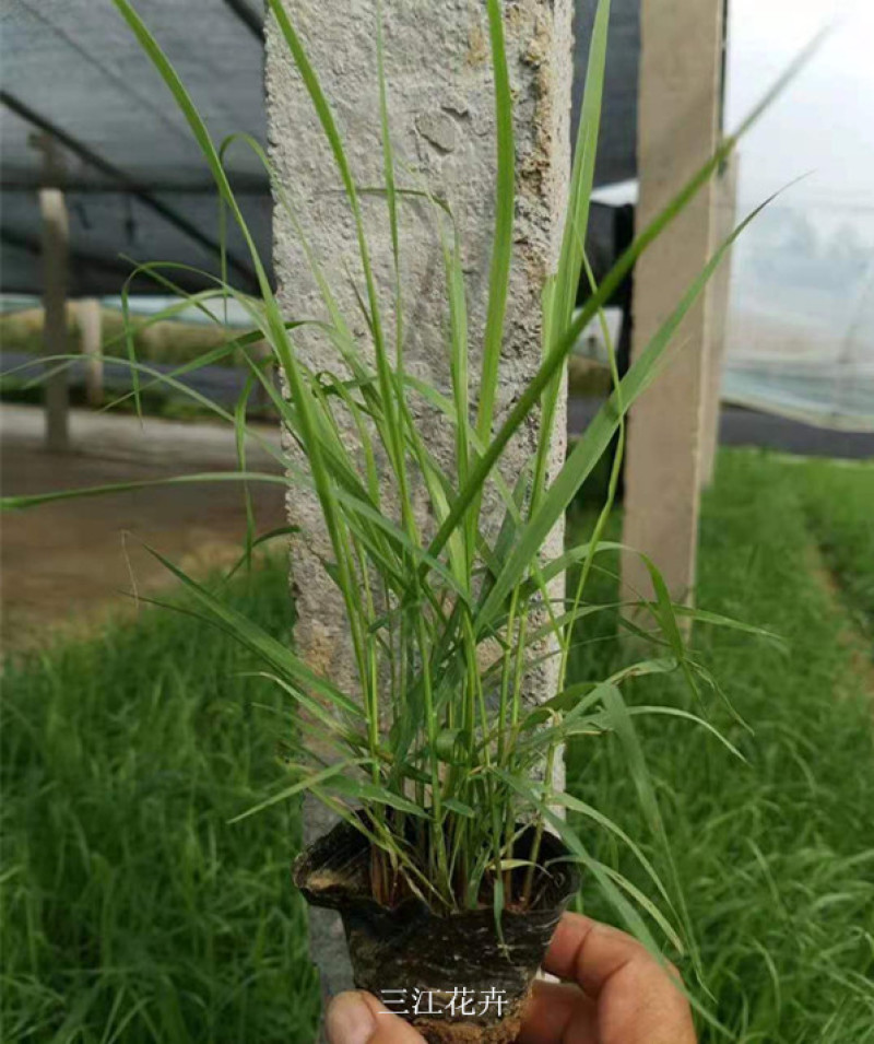 柳枝稷多年生草本观赏草基地柳枝稷杯苗芽多苗壮