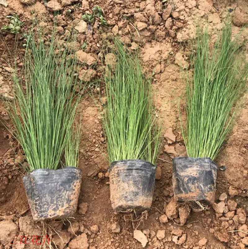 山东观赏草基地细茎针茅小苗批发墨西哥羽毛草价格