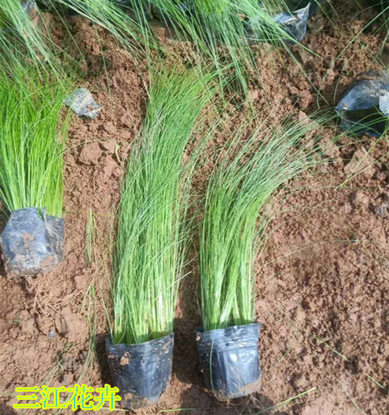 山东观赏草基地细茎针茅小苗批发墨西哥羽毛草价格