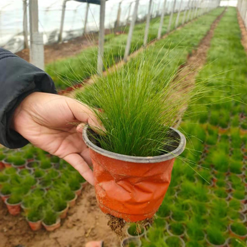 山东观赏草基地细茎针茅小苗批发墨西哥羽毛草价格
