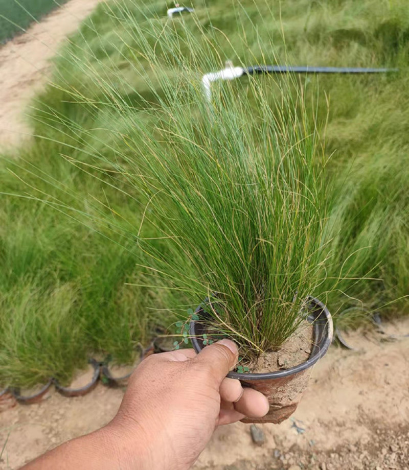 山东观赏草基地细茎针茅小苗批发墨西哥羽毛草价格