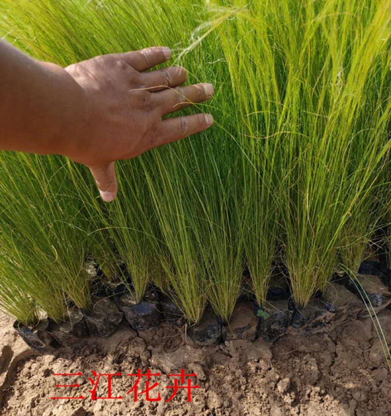 山东观赏草基地细茎针茅小苗批发墨西哥羽毛草价格