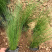 山东观赏草基地细茎针茅小苗批发墨西哥羽毛草价格