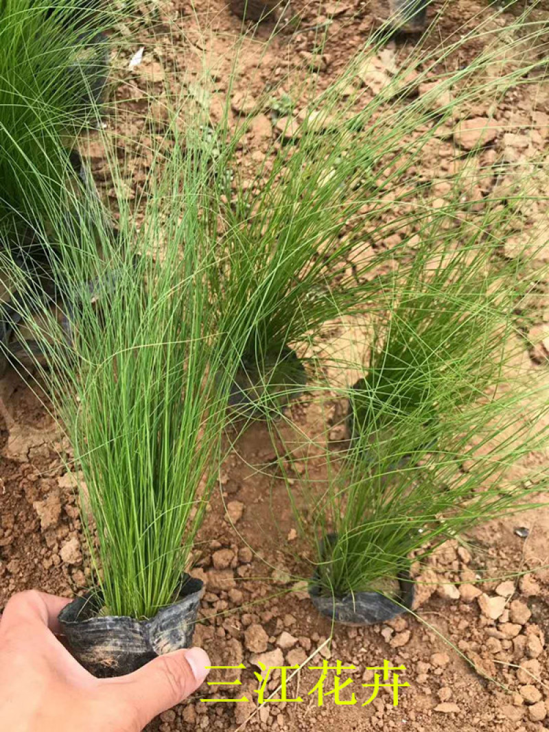 山东观赏草基地细茎针茅小苗批发墨西哥羽毛草价格