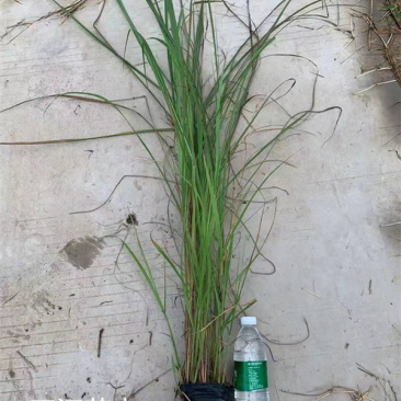 绿化观赏草矢羽芒矢羽芒小苗上盆矢羽芒供应商
