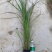绿化观赏草矢羽芒矢羽芒小苗上盆矢羽芒供应商