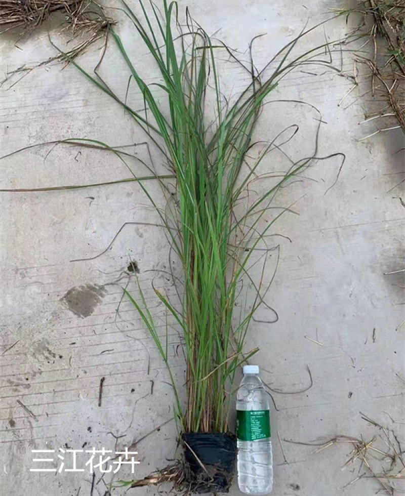 绿化观赏草矢羽芒矢羽芒小苗上盆矢羽芒供应商
