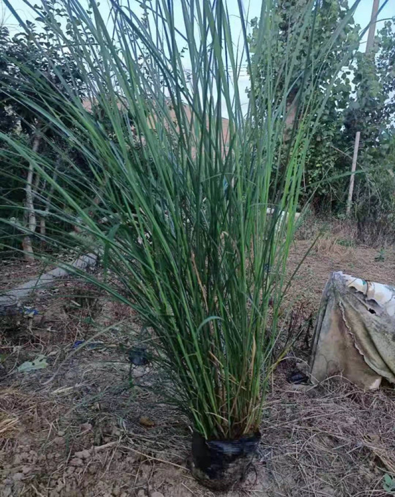 绿化观赏草矢羽芒矢羽芒小苗上盆矢羽芒供应商