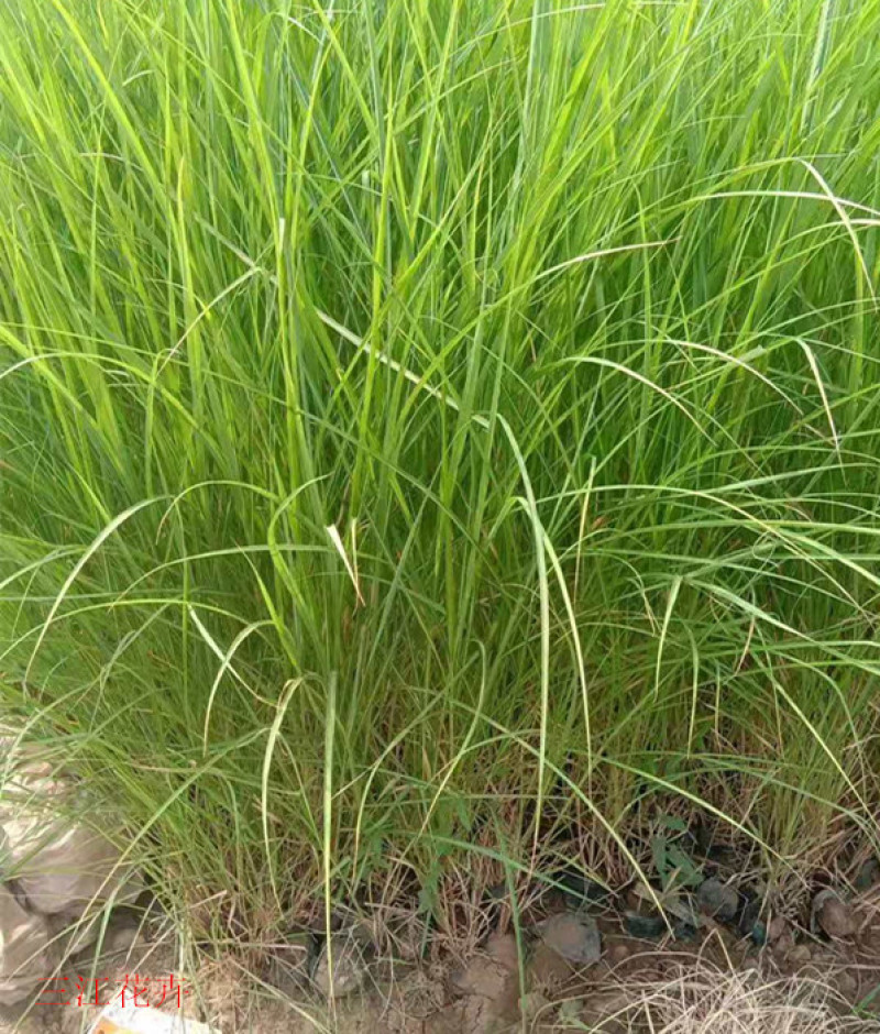 绿化观赏草矢羽芒矢羽芒小苗上盆矢羽芒供应商