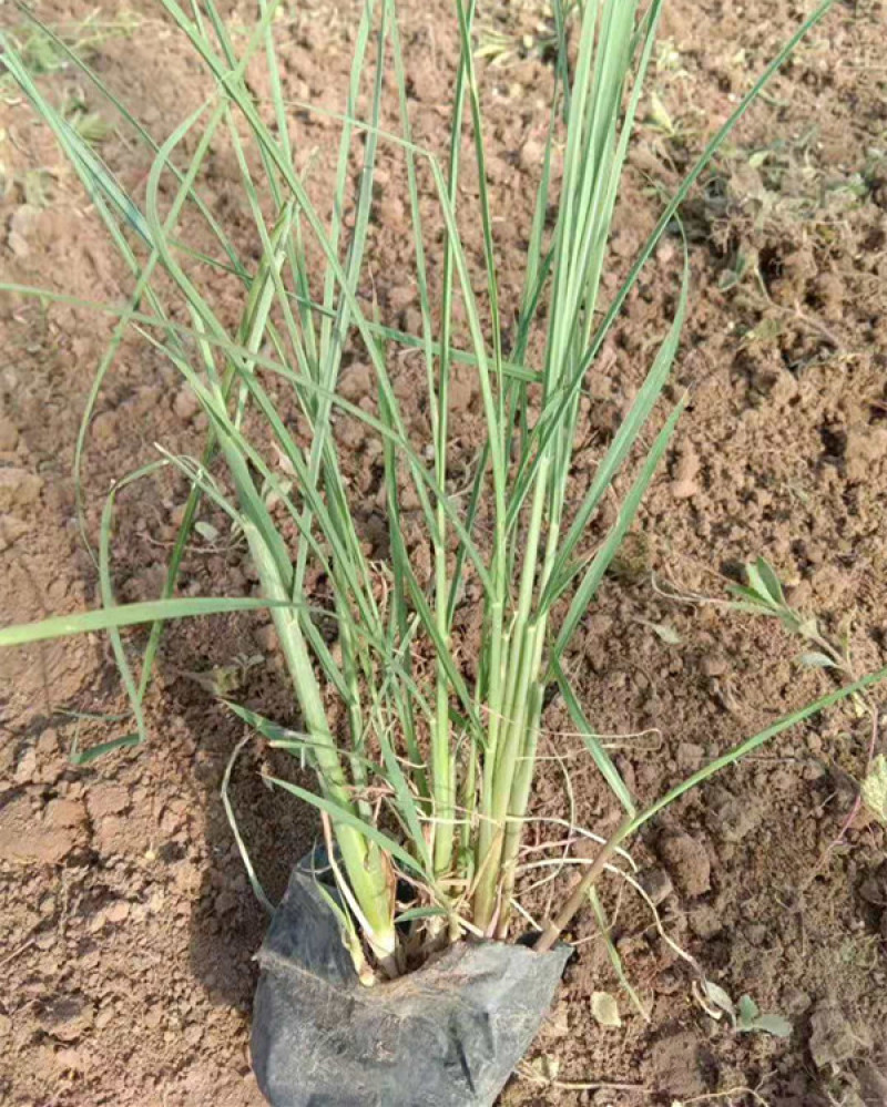 绿化观赏草矢羽芒矢羽芒小苗上盆矢羽芒供应商