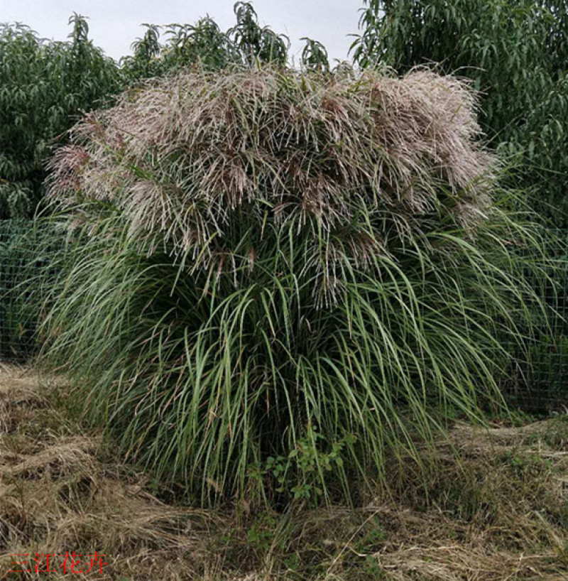 绿化观赏草矢羽芒矢羽芒小苗上盆矢羽芒供应商