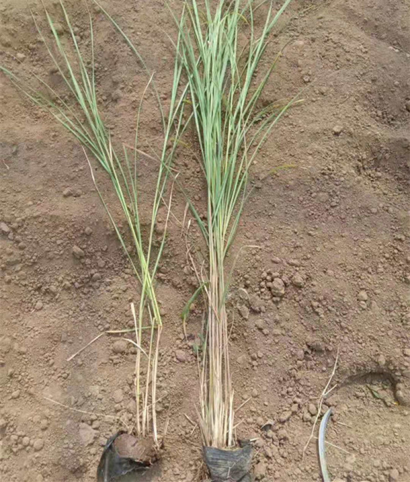 绿化观赏草矢羽芒矢羽芒小苗上盆矢羽芒供应商