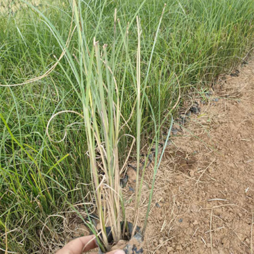 细叶芒批发价格观赏草细叶芒基地山东细叶芒
