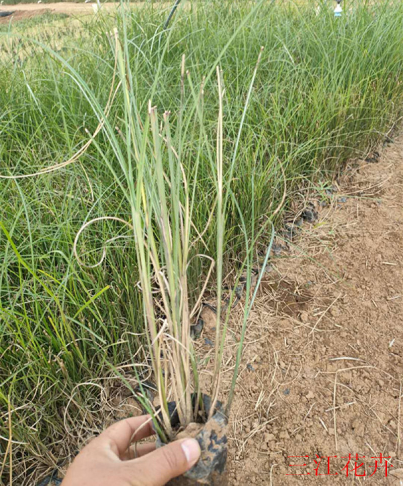 细叶芒批发价格观赏草细叶芒基地山东细叶芒