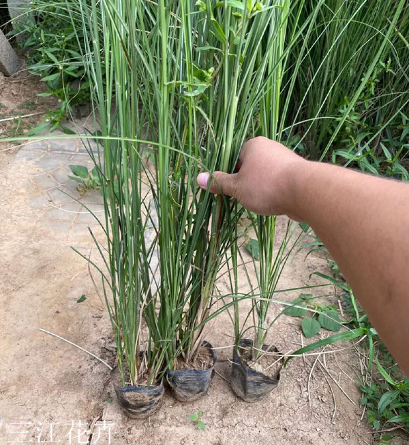 细叶芒批发价格观赏草细叶芒基地山东细叶芒