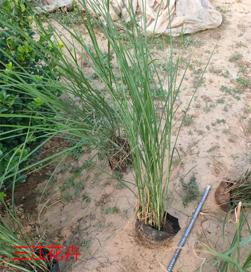 细叶芒批发价格观赏草细叶芒基地山东细叶芒