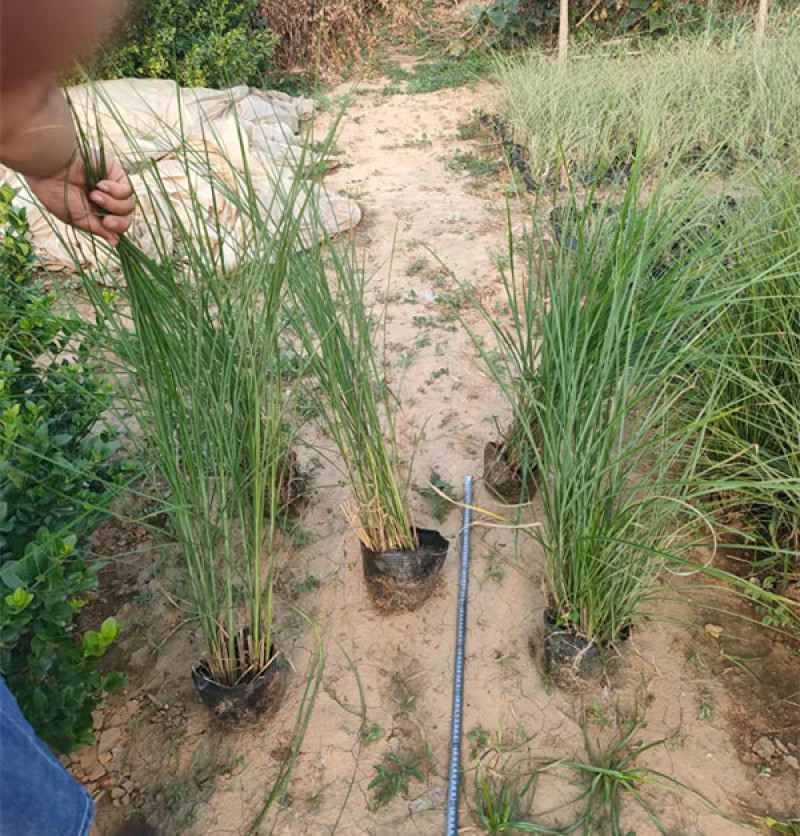 细叶芒批发价格观赏草细叶芒基地山东细叶芒
