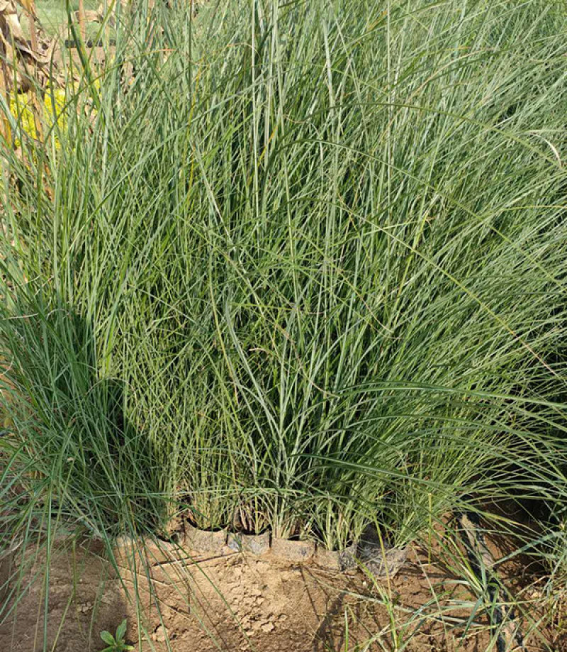 细叶芒批发价格观赏草细叶芒基地山东细叶芒