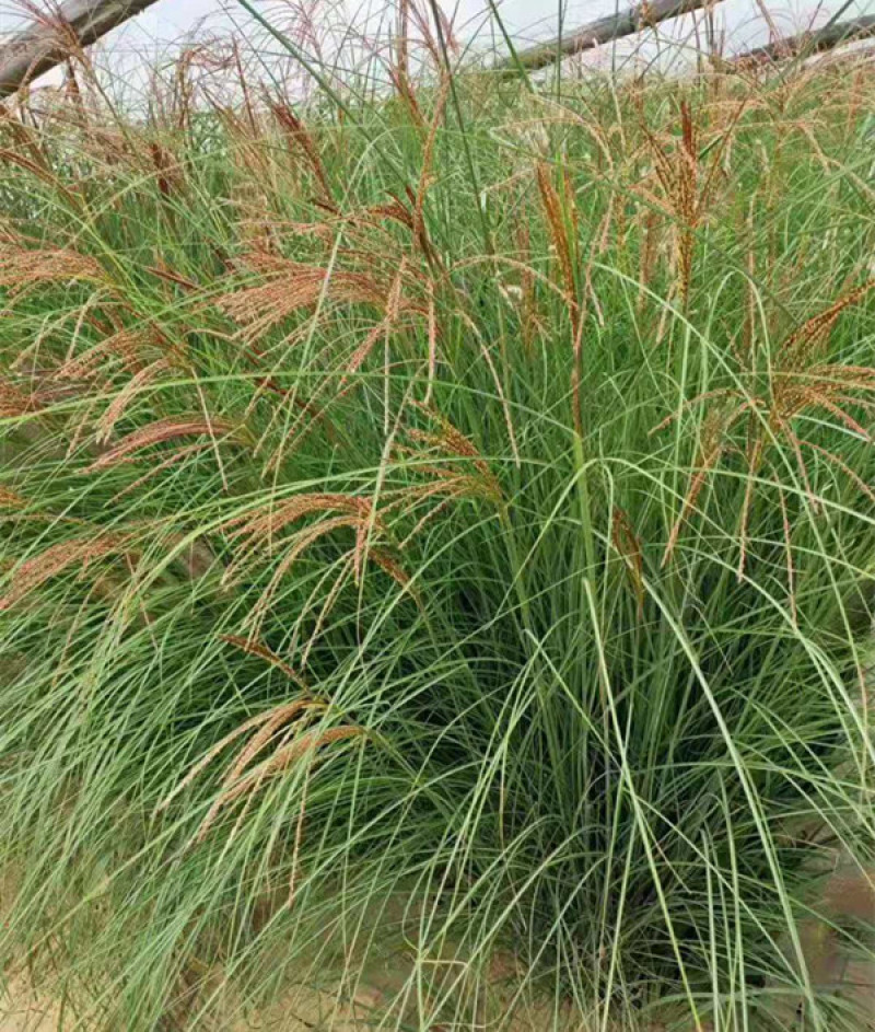 细叶芒批发价格观赏草细叶芒基地山东细叶芒