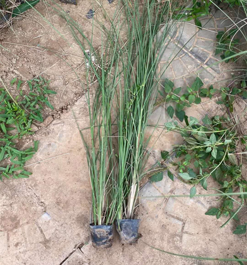 细叶芒批发价格观赏草细叶芒基地山东细叶芒