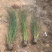 细叶芒批发价格观赏草细叶芒基地山东细叶芒