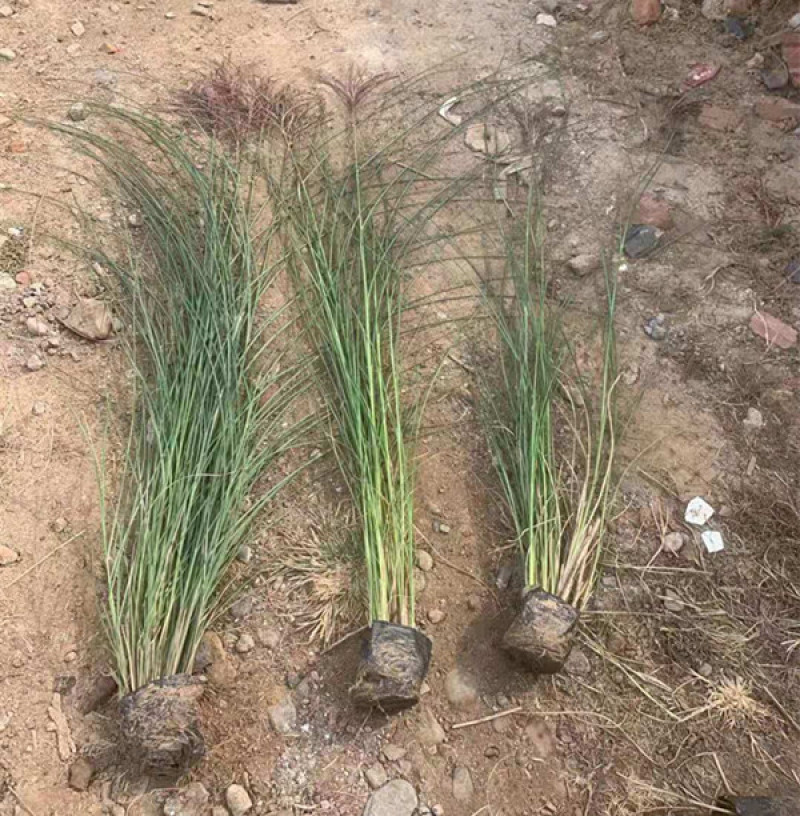 细叶芒批发价格观赏草细叶芒基地山东细叶芒