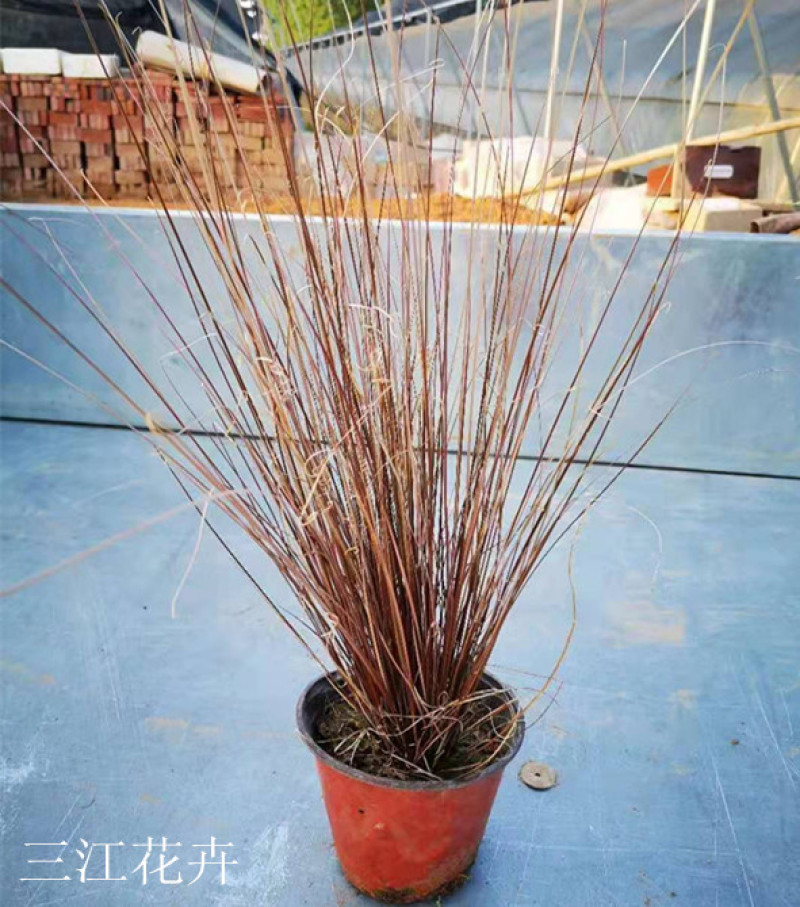 盆栽桔红苔草基地护坡绿化观赏性地被植物三江花卉棕红苔