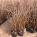 盆栽桔红苔草基地护坡绿化观赏性地被植物三江花卉棕红苔