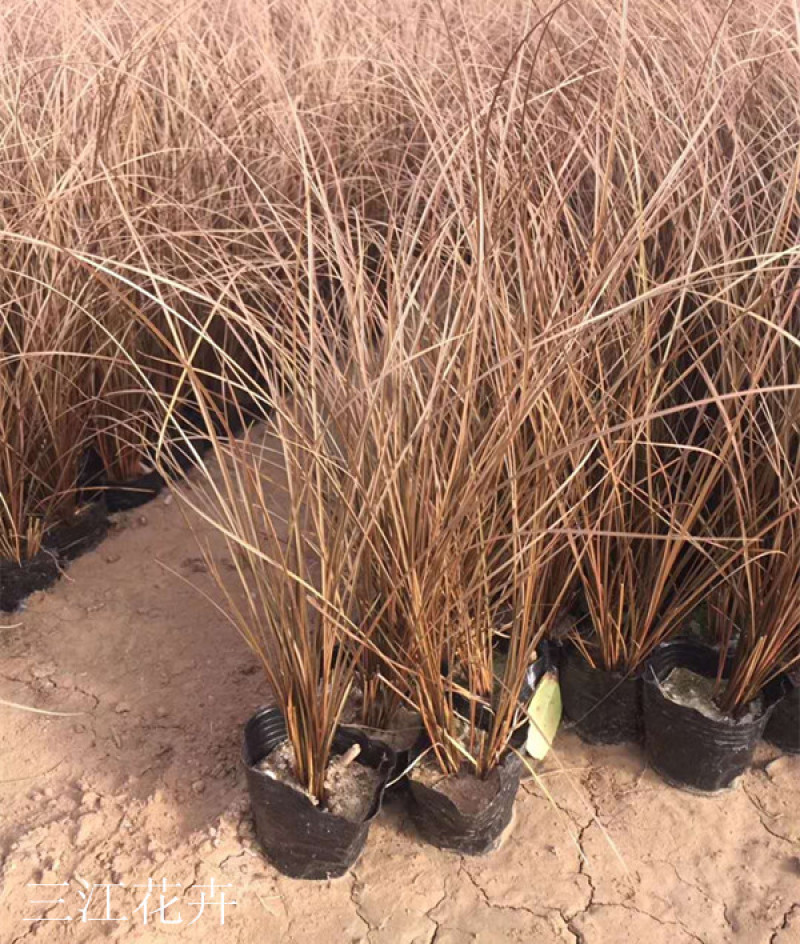 盆栽桔红苔草基地护坡绿化观赏性地被植物三江花卉棕红苔