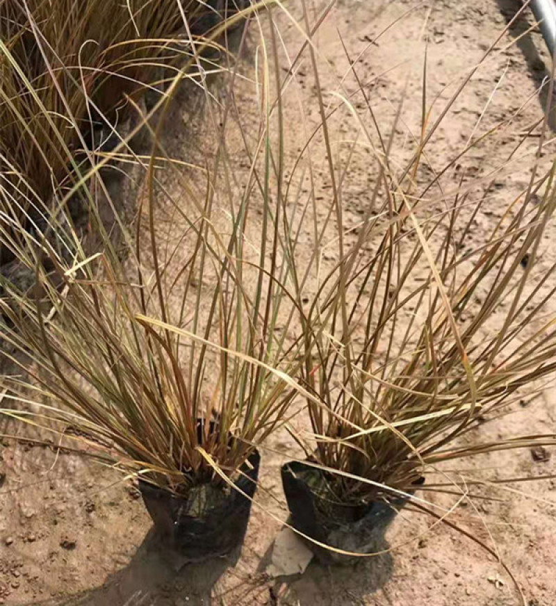 盆栽桔红苔草基地护坡绿化观赏性地被植物三江花卉棕红苔