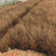 盆栽桔红苔草基地护坡绿化观赏性地被植物三江花卉棕红苔