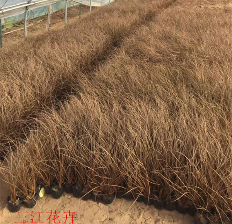 盆栽桔红苔草基地护坡绿化观赏性地被植物三江花卉棕红苔