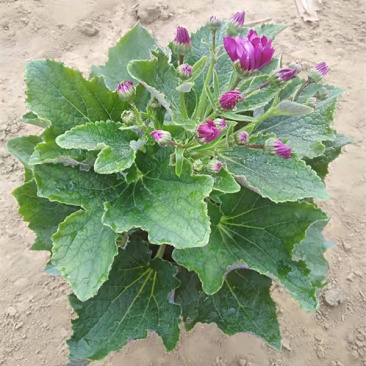 瓜叶菊价格瓜叶菊小苗批发青州瓜叶菊基地盆栽瓜叶菊