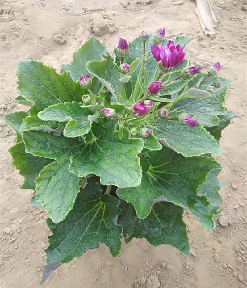 瓜叶菊价格瓜叶菊小苗批发青州瓜叶菊基地盆栽瓜叶菊