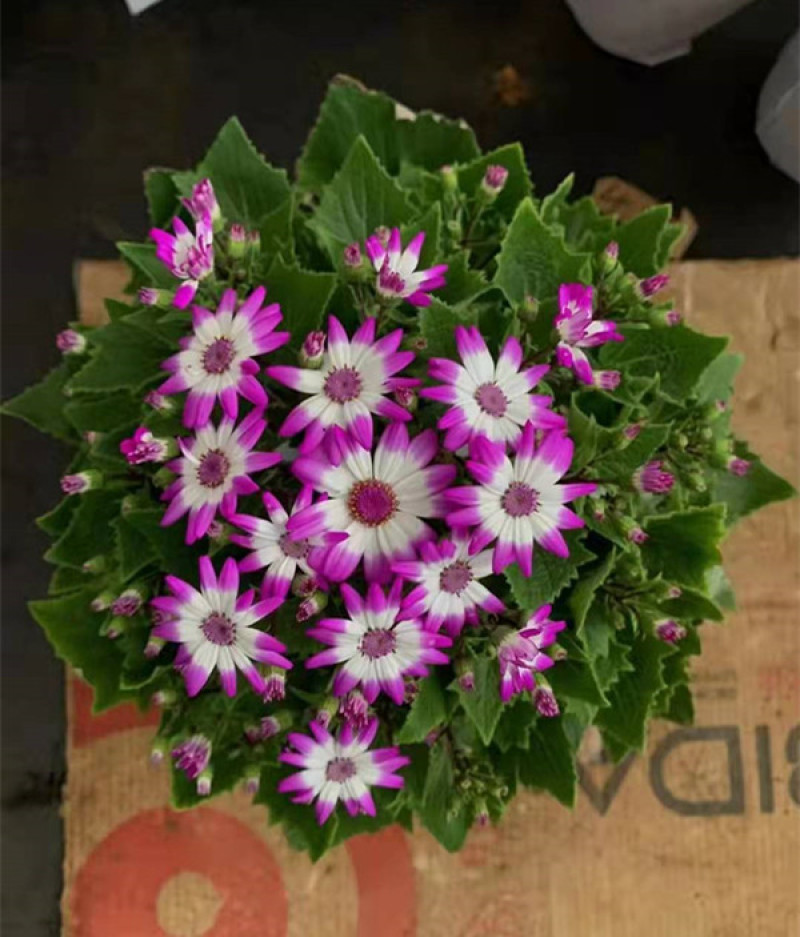 瓜叶菊价格瓜叶菊小苗批发青州瓜叶菊基地盆栽瓜叶菊