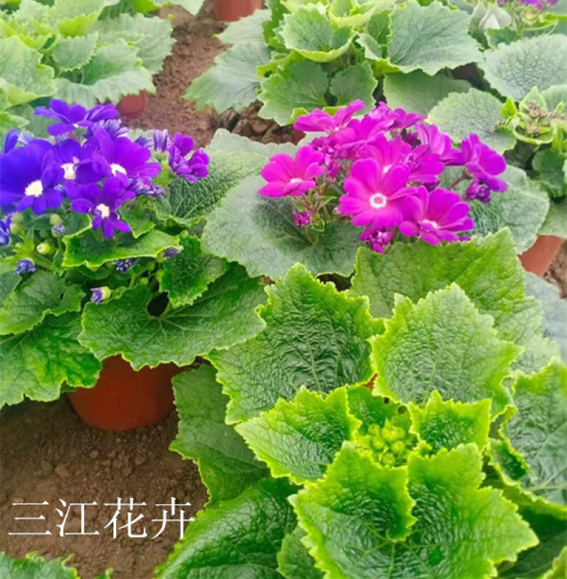 瓜叶菊价格瓜叶菊小苗批发青州瓜叶菊基地盆栽瓜叶菊