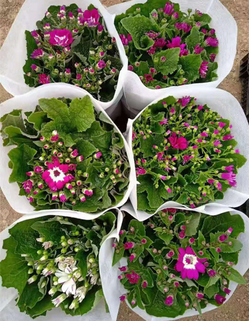 瓜叶菊价格瓜叶菊小苗批发青州瓜叶菊基地盆栽瓜叶菊