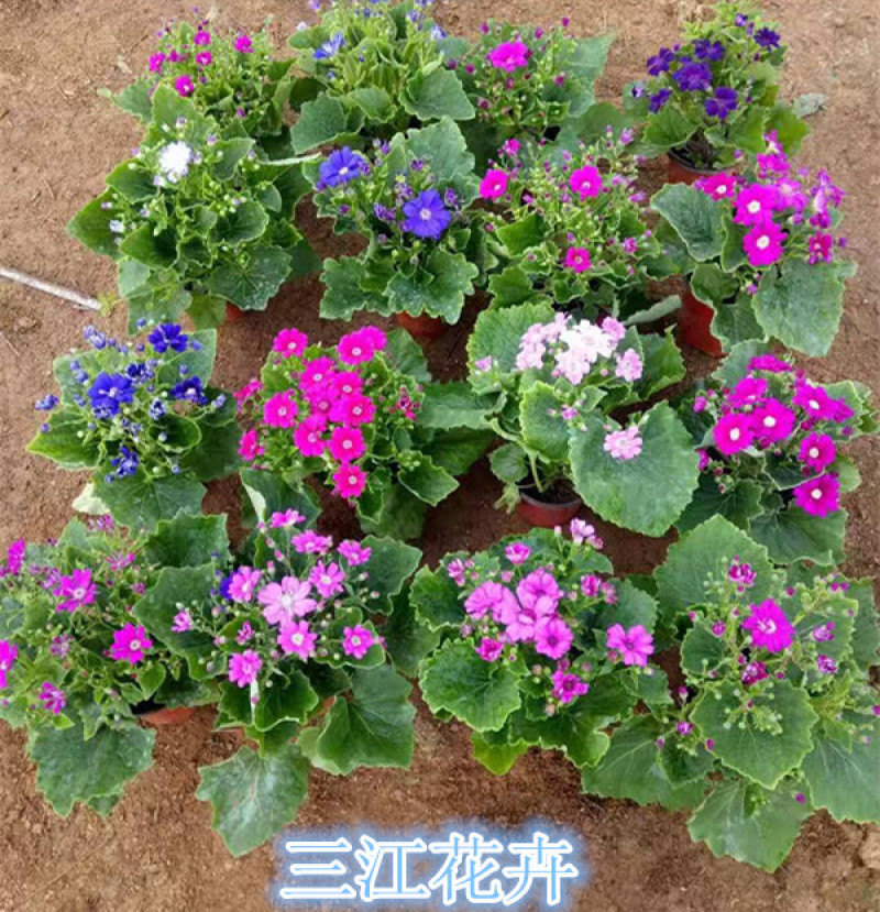 瓜叶菊价格瓜叶菊小苗批发青州瓜叶菊基地盆栽瓜叶菊