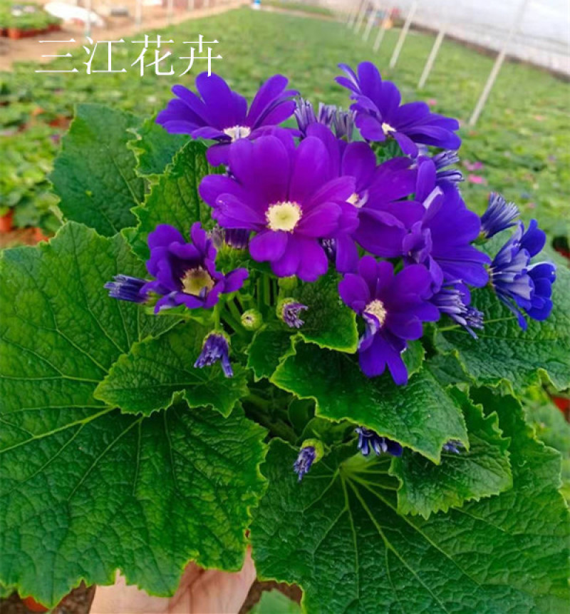 瓜叶菊价格瓜叶菊小苗批发青州瓜叶菊基地盆栽瓜叶菊