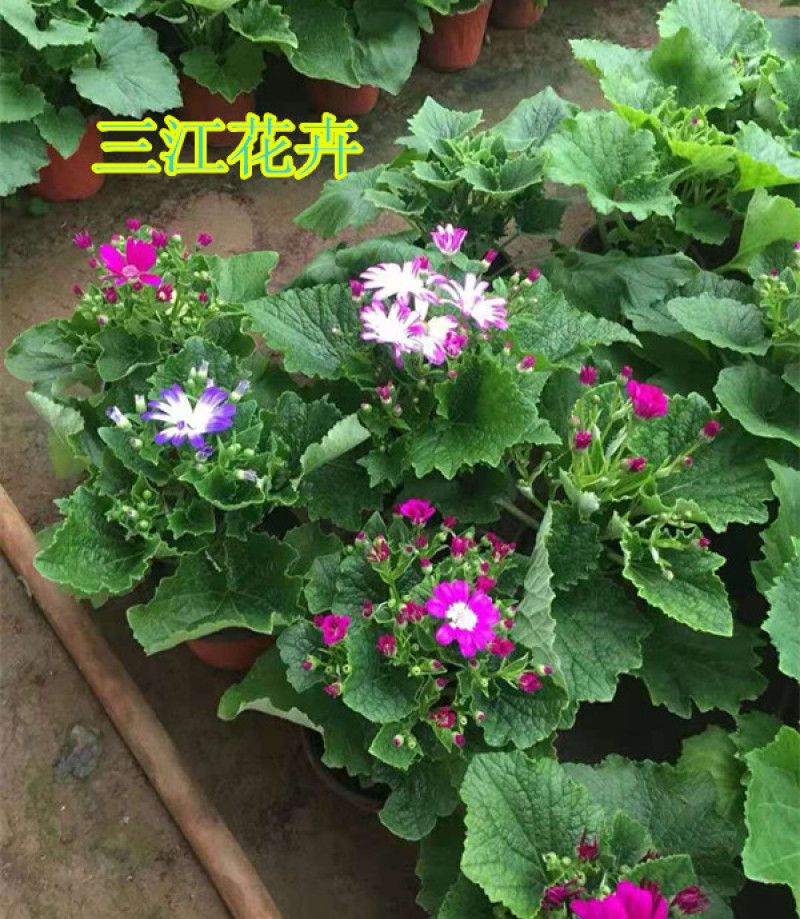 瓜叶菊价格瓜叶菊小苗批发青州瓜叶菊基地盆栽瓜叶菊