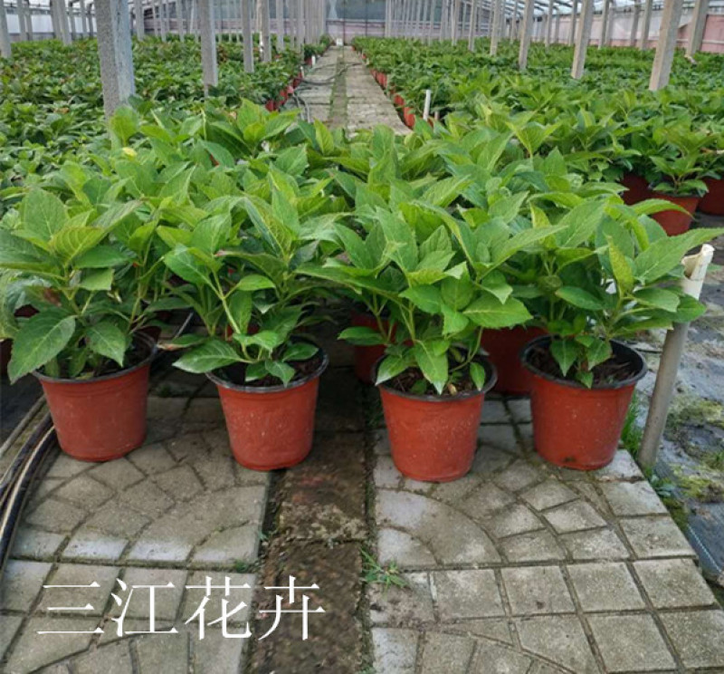 八仙花基地八仙花价格无尽夏绣球绿化工程苗