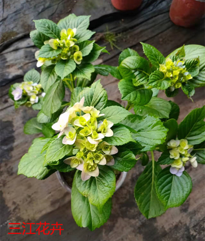 八仙花基地八仙花价格无尽夏绣球绿化工程苗