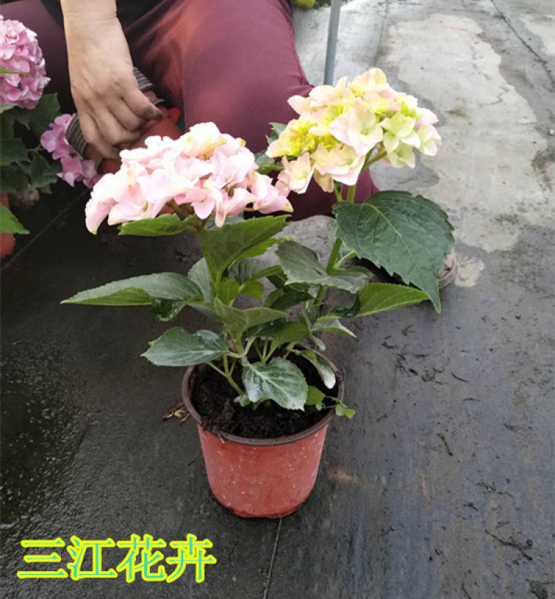 八仙花基地八仙花价格无尽夏绣球绿化工程苗