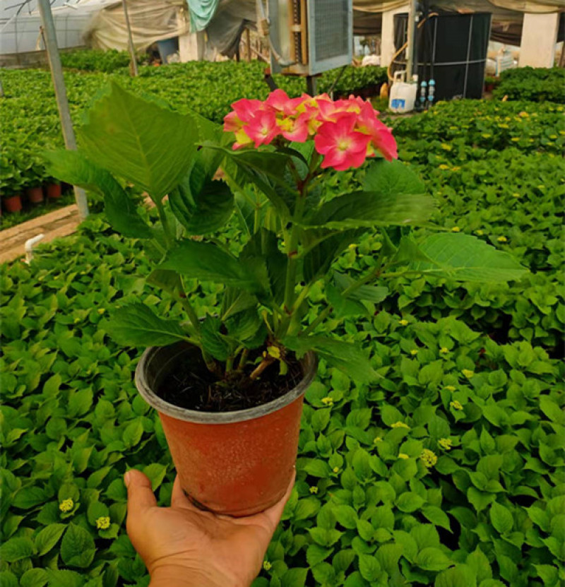 八仙花基地八仙花价格无尽夏绣球绿化工程苗