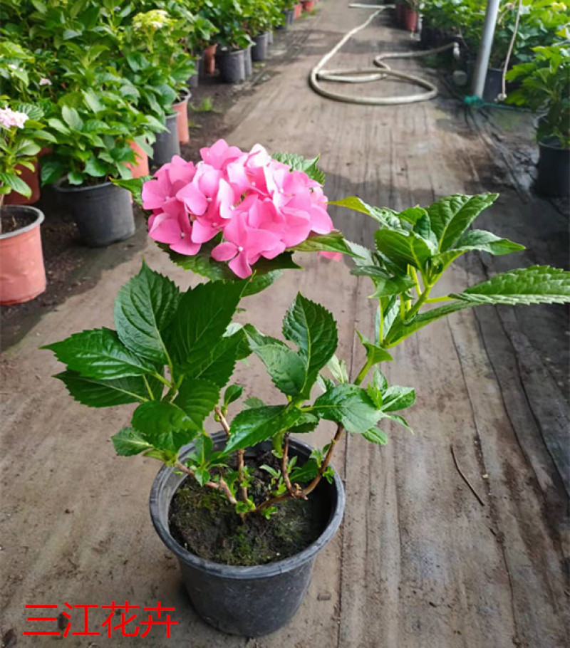 八仙花基地八仙花价格无尽夏绣球绿化工程苗