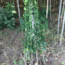 北海道黄杨种植基地山东北海道小苗批发常绿植物